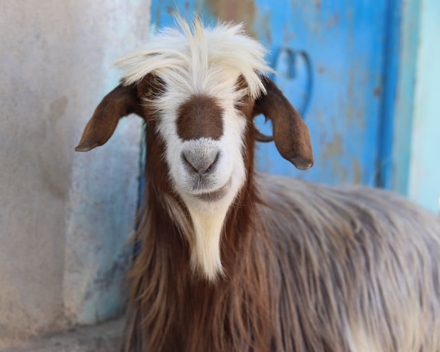 Farm Animal Services at Sturgis Veterinary Hospital & Equine Center