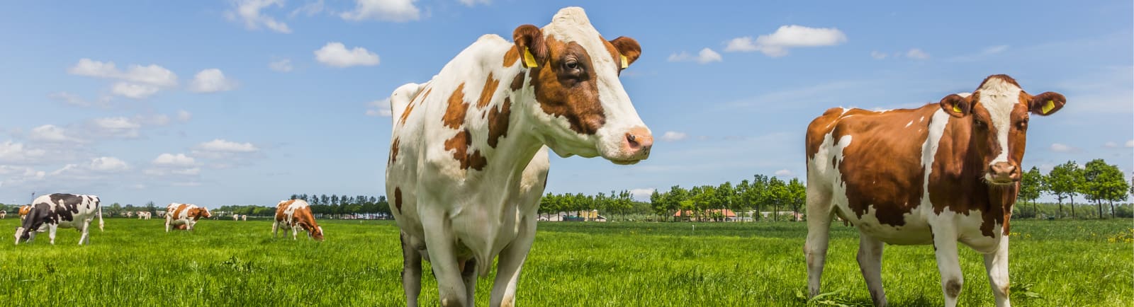 Farm Animal Services Sturgis Veterinary Hospital & Equine Center