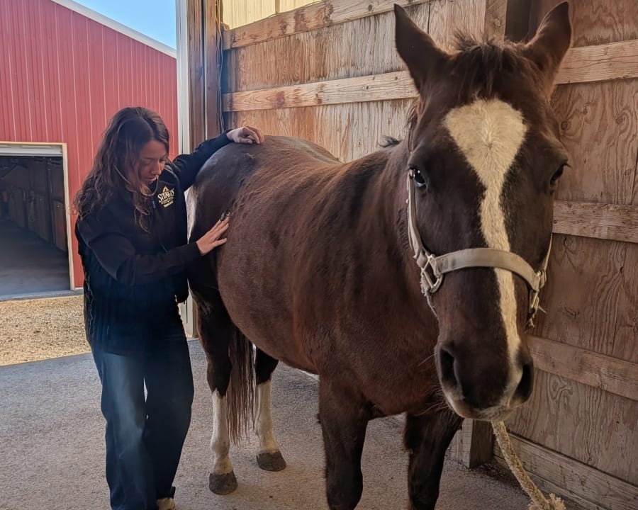 Equine Routine Wellness Exams, Sturgis Vets